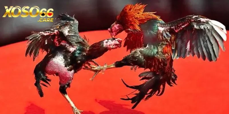 Ưu điểm của sảnh cược đá gà xoso66