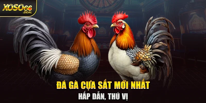 Đá gà cựa sắt mới nhất hấp dẫn, thú vị