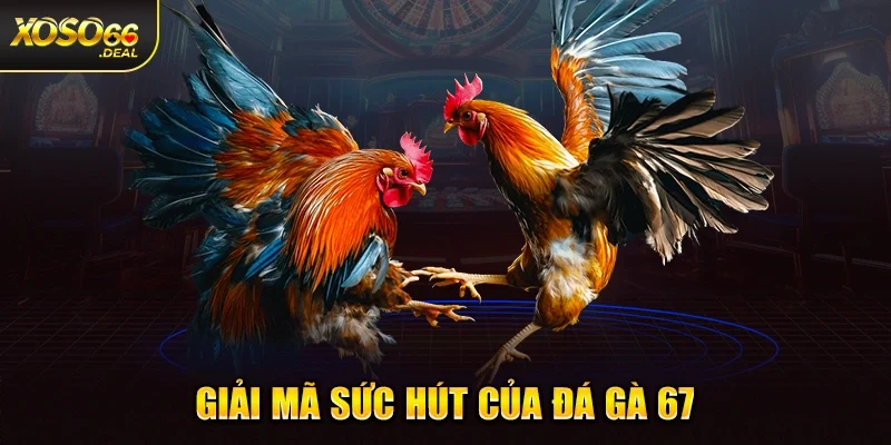 Giải mã sức hút của đá gà 67