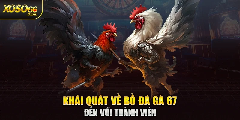 Khái quát về bồ đá gà 67 đến với thành viên