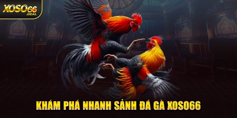 Khám phá nhanh sảnh đá gà Xoso66