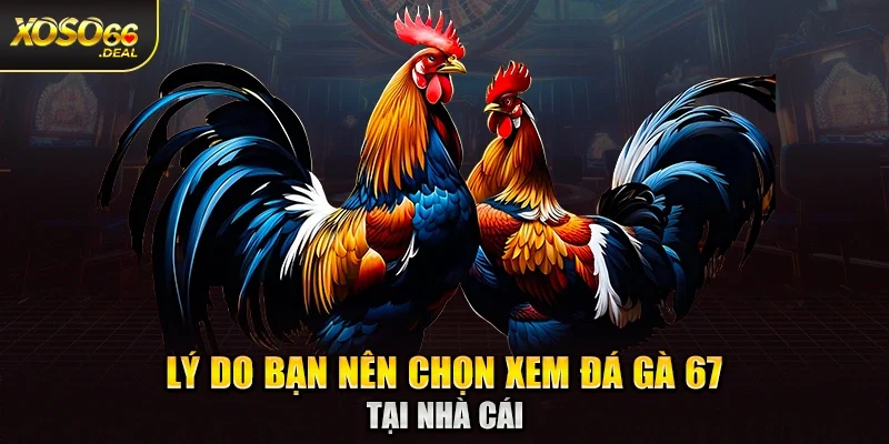 Lý do bạn nên chọn xem đá gà 67 tại nhà cái