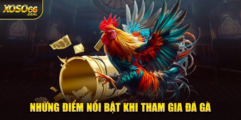 Những điểm nổi bật khi tham gia đá gà