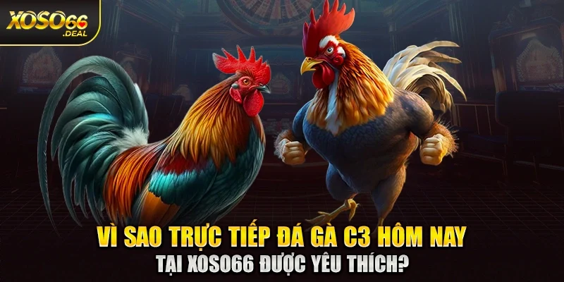 Vì sao trực tiếp đá gà C3 hôm nay tại Xoso66 được yêu thích?